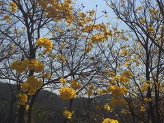 -东莞市大岭山森林公园