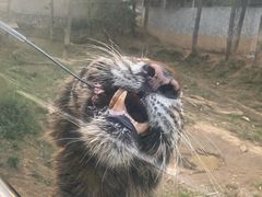 -贵州森林野生动物园