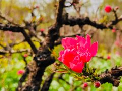 -南汇桃花村