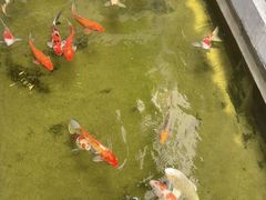 -鲤院·新中式美学·庭院餐厅(夫子庙店)