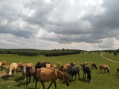 -塞罕坝国家级自然保护区