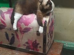 -猫咪博物馆(顶澳仔猫街店)