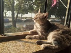 -more than meow吴止猫主题餐厅(承德 中船汇店)