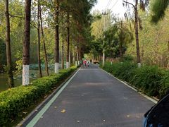 -合肥滨湖国家森林公园