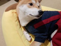 -逗柴咖啡屋·狗咖猫咖宠物桌游