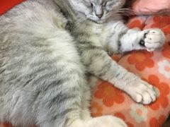 -猫咪博物馆(顶澳仔猫街店)