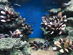 -御唐府海珊瑚主题餐厅