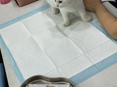 -pd派德宠物中心医院24H急重症·眼科中心·血液透析中心(嵩山北路店)