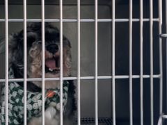 -爱牧宠物医院·猫专科·骨科·内窥镜(甪直店)