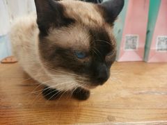 -猫小院猫主题咖啡厅(北锣店)