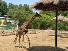 -北京野生动物园