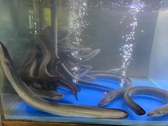 -本炙炭烤·蒲烧活鳗料理店(金沙洲店)