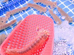 -巽寮印象美食部落餐厅·海鲜·地方特色菜(惠州体验店)