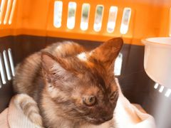 -瑞派蒂凯宠物医院·免疫点·宠保定点