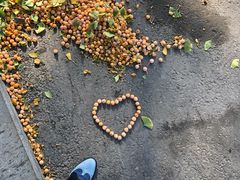 -三里屯东五街银杏大道