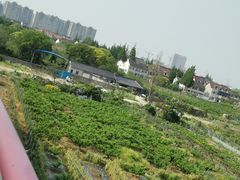 -南汇新场正宗水蜜桃采摘