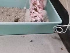 -半岛宠物医院24小时(科华中路店)