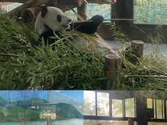 -上海野生动物园