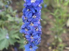 -上海鲜花港