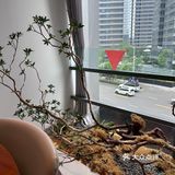 班岚不愧是苏州的福建菜天花板，太好吃了吧