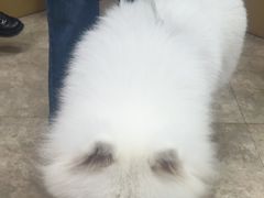 -美联众合动物医院·24h转诊中心