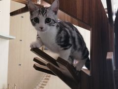 -飞行喵MR PILOT|猫舍·猫咖(静安大融城店)