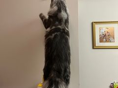 -十年猫舍·猫咪专门店(普陀店)