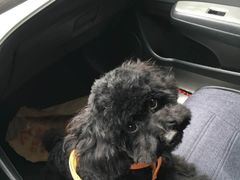 -爱宠屋pet shop·宠物洗澡·宠物美容