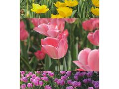 -洛阳郁金香牡丹园