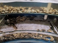 -四海蒸鲜蒸汽海鲜自助(北戴河店)
