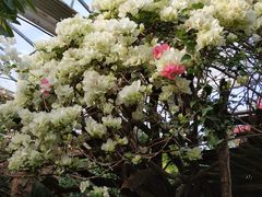 -呀路古热带植物园