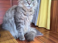-楼上猫咖(罗湖店)
