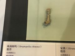 -北京周口店北京人遗址博物馆