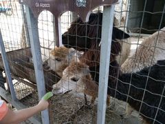 -意大利农场度假村