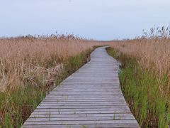 -盐城丹顶鹤湿地生态旅游区