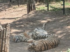 -大连森林动物园