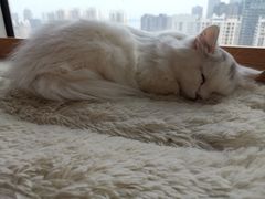 -Sweet cat·星愿猫咖(国贸大厦店)