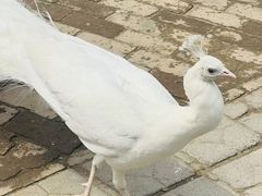 -保定市动物园
