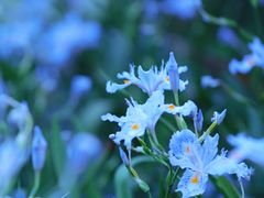 -贡湖湾湿地公园