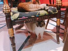-猫色咖啡·猫咖