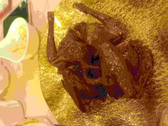 乳鸽-唐宫海鲜舫