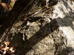 -黑河国家森林公园