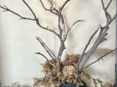 -宴武夷·匠心闽味(印象大红袍店)
