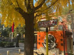 -三里屯东五街银杏大道