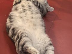 -和它·交个朋友·狗咖猫咖(爱琴海店)