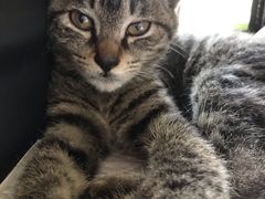 -伟伟宠物医院·瑞派猫友好医院·猫科(光谷店)
