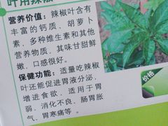 辣椒叶超好吃，以前从没吃过-丁老爷子苏香圆