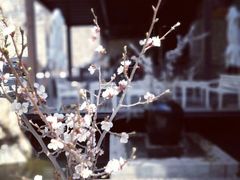 -Local泰莲庭(虹鳟鱼店)
