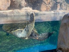 -珠海长隆海洋王国
