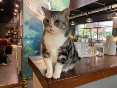 -咖法森林·咖啡  酒吧(天河店)